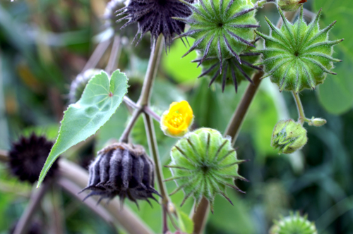 Abutilon theophrasti / Cencio molle