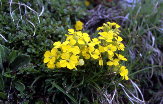 Erysimum helveticum / Violaciocca elvetica
