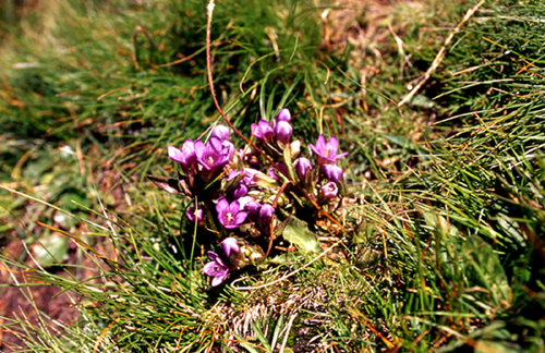 Gentianella ramosa / Genzianella ramosa