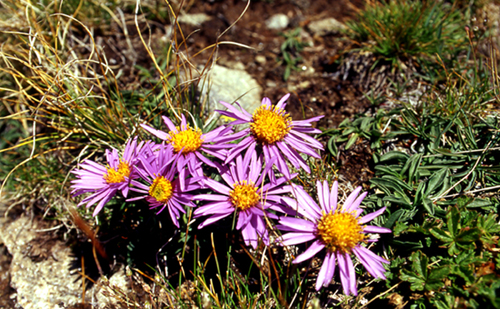 Aster alpinus / Astro alpino