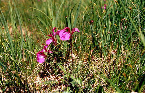 Pedicularis kerneri / Pedicolare di Kerner
