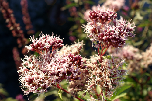 Eupatorium cannabinum / Canapa acquatica