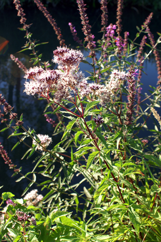 Eupatorium cannabinum / Canapa acquatica