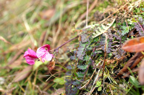 Pedicularis kerneri / Pedicolare di Kerner