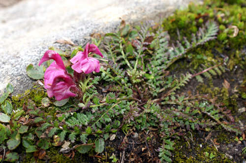 Pedicularis kerneri / Pedicolare di Kerner