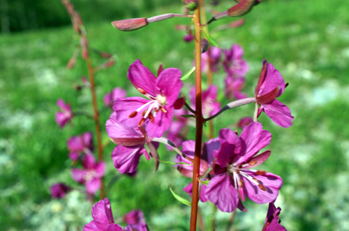 Chamaenerion angustifolium (ex Epilobium angustifolium) / Garofanino maggiore
