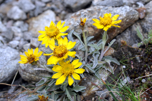 Jacobaea uniflora (= Senecio halleri )/ Senecione unifloro