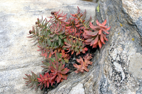 Rhodiola rosea / Rodiola rosea