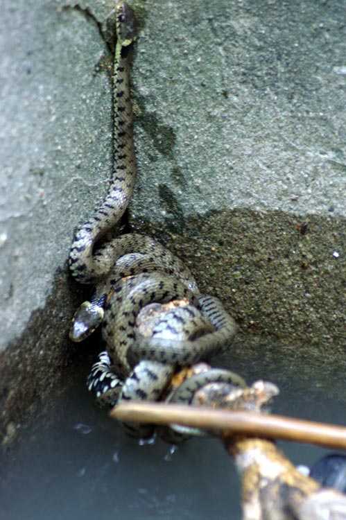 S.O.S. natrix