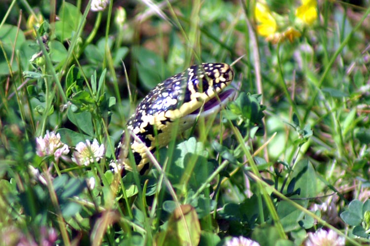 Biacchi