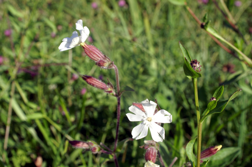 Silene latifolia (=Silene alba) / Silene bianca