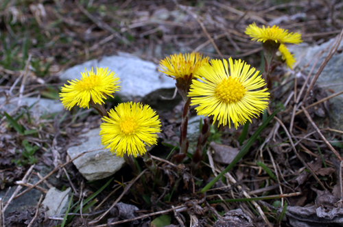 Tussilago farfara / Tossilaggine comune
