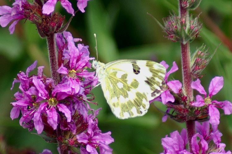 Pontia edusa (Lepidoptera, Pieridae)