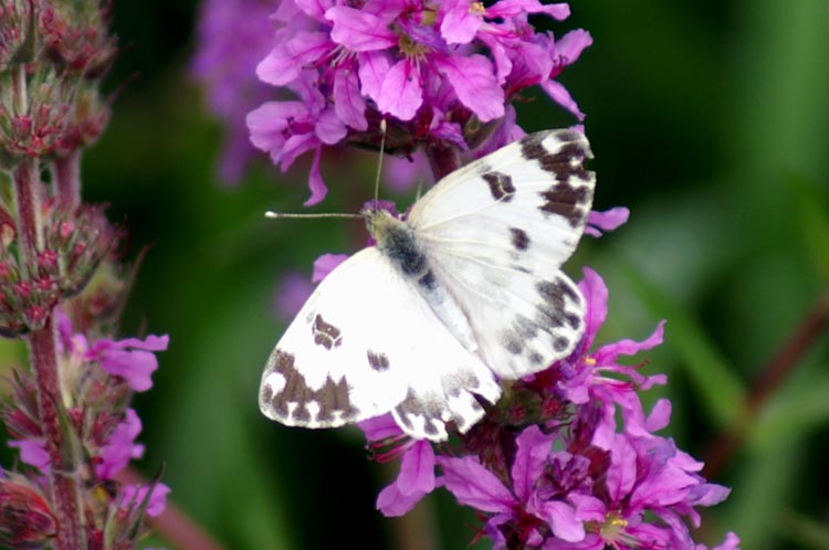 Pontia edusa (Lepidoptera, Pieridae)