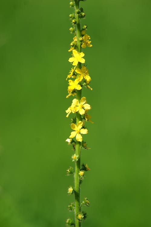 Agrimonia eupatoria / Agrimonia comune