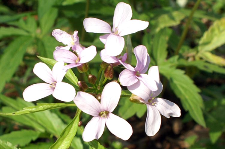 Cardamine bulbifera  / Dentaria minore