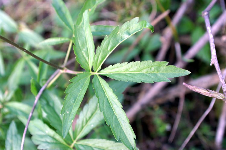 Cardamine bulbifera  / Dentaria minore