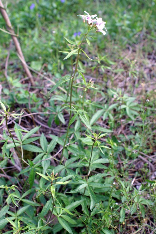 Cardamine bulbifera  / Dentaria minore