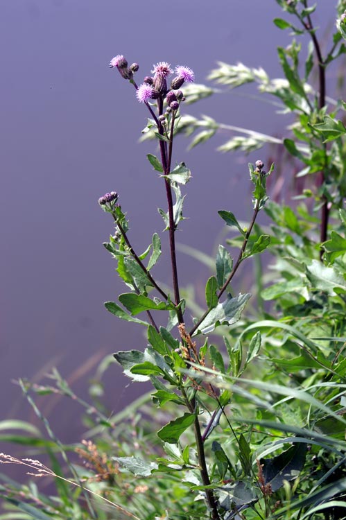 Cirsium arvense / Cardo campestre