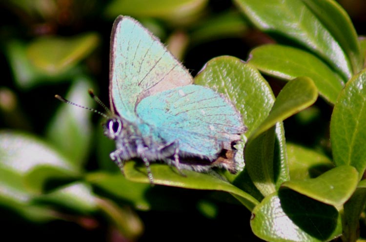 Callophrys rubi