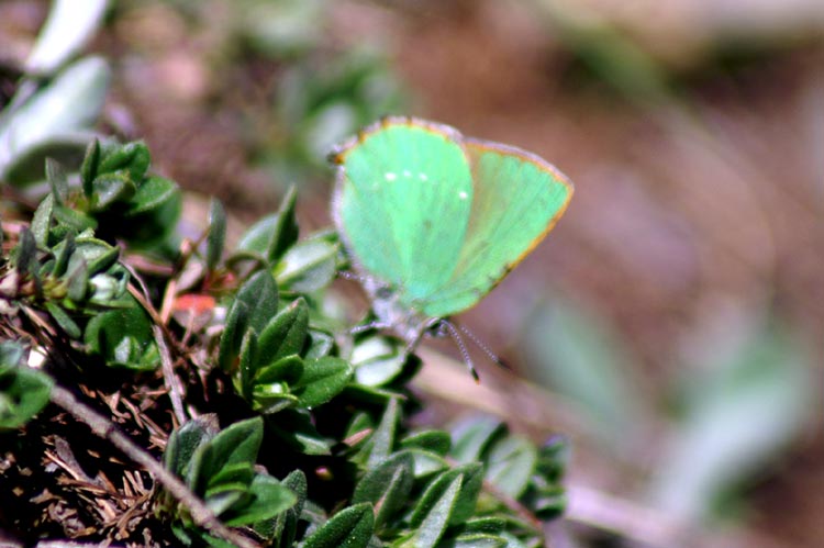 Callophrys rubi