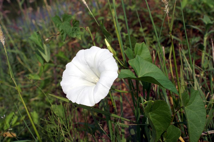 Calystegia sepium  / Vilucchione