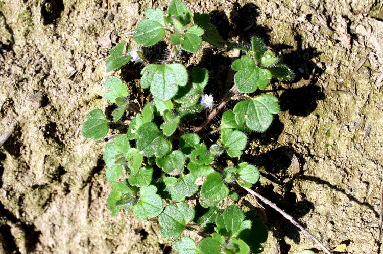 Veronica hederifolia