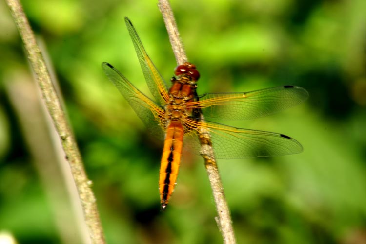 Libellula fulva (Odonata, Libellulidae)