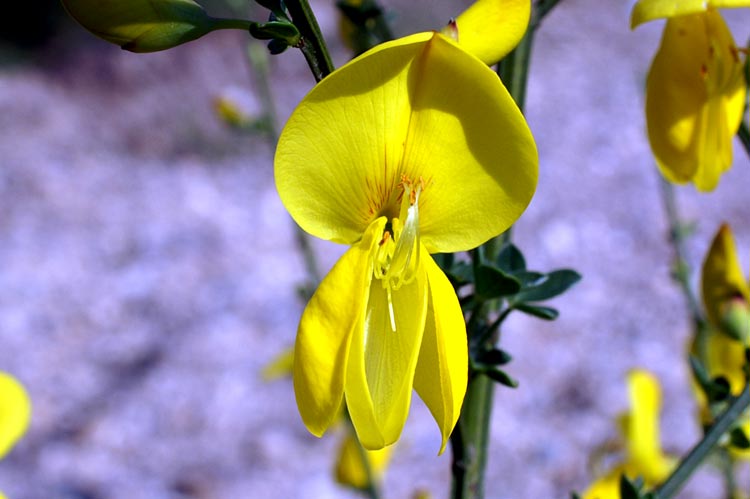 Cytisus scoparius