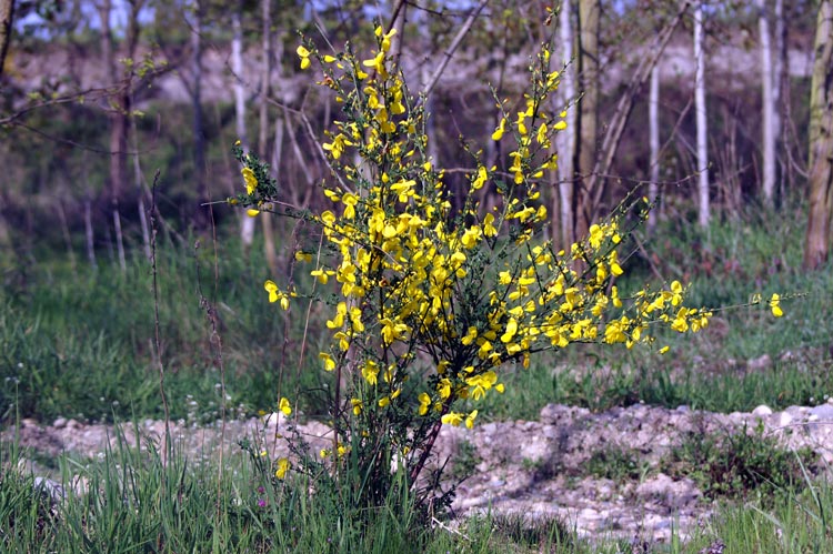 Cytisus scoparius