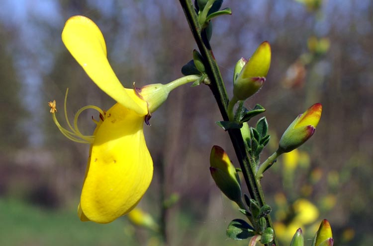 Cytisus scoparius