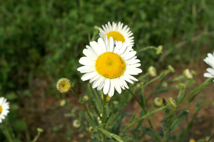 margherite a confronto - Leucanthemum sp.