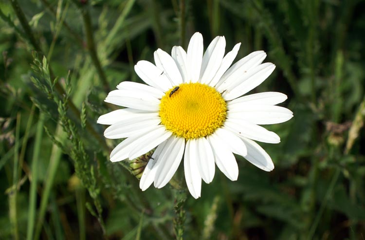 margherite a confronto - Leucanthemum sp.