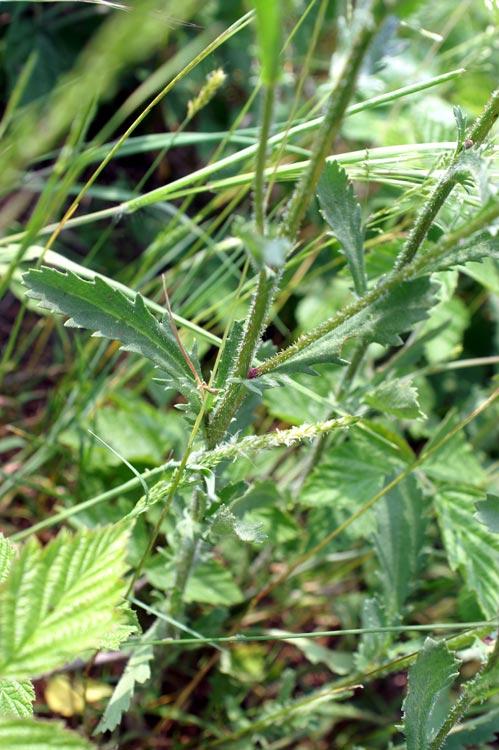 margherite a confronto - Leucanthemum sp.