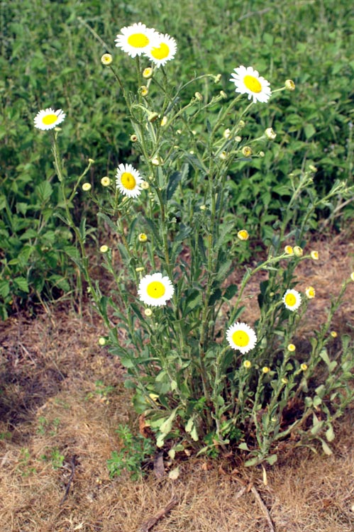 margherite a confronto - Leucanthemum sp.