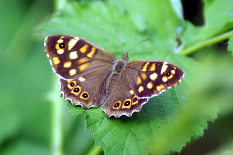 Pararge aegeria