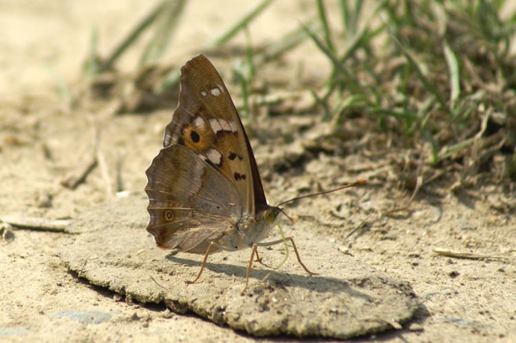 Apatura ilia