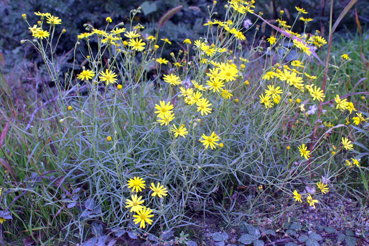 Senecio inaequidens / Senecione sudafricano