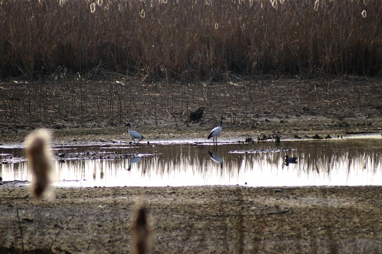 il ritorno dell''ibis