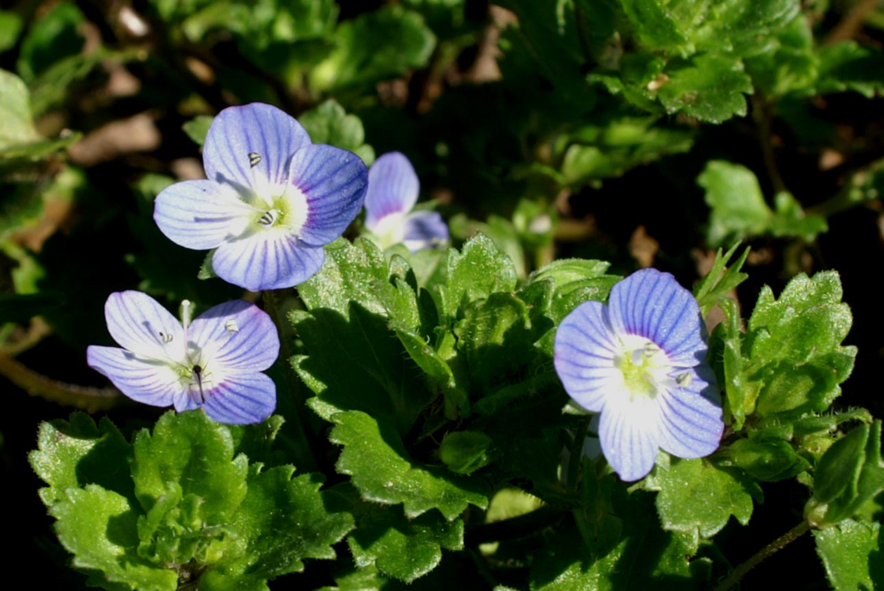 Veronica persica / Veronica comune
