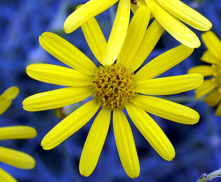Senecio inaequidens / Senecione sudafricano