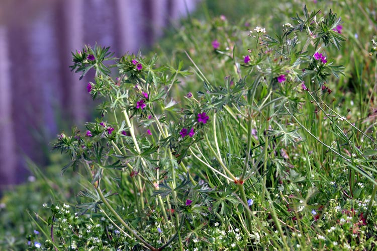 Geranium dissectum / Geranio sbrandellato