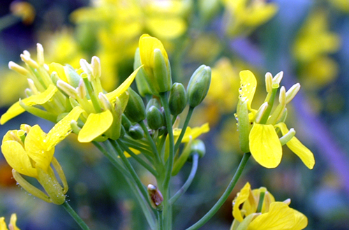 Brassica cfr. napus