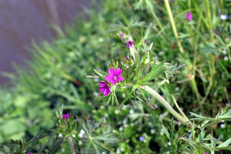 Geranium dissectum / Geranio sbrandellato