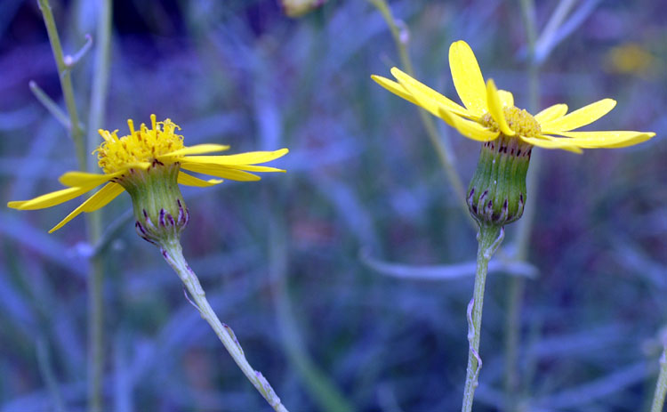 Senecio inaequidens / Senecione sudafricano