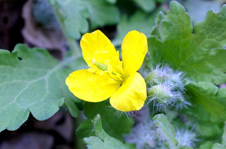 Chelidonium majus / Celidonia