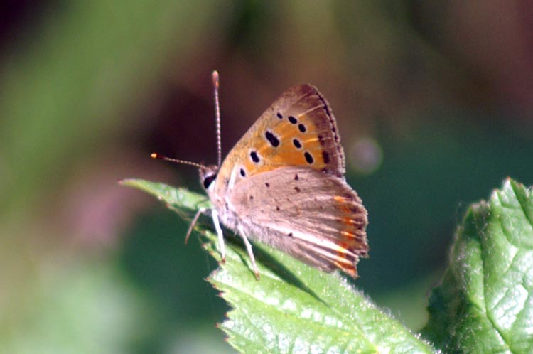 Lycaena phlaeas
