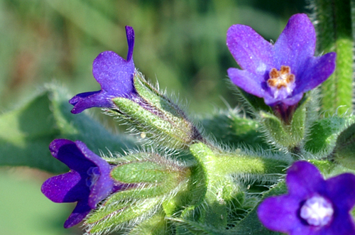 Anchusa azurea (=italica) / Buglossa azzurra
