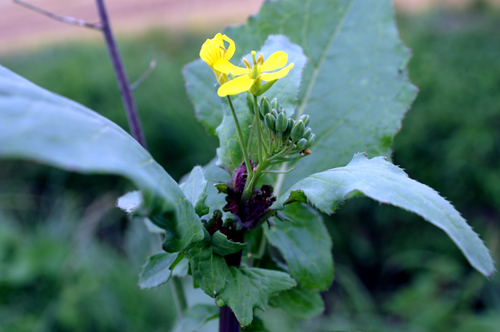 Brassica cfr. napus
