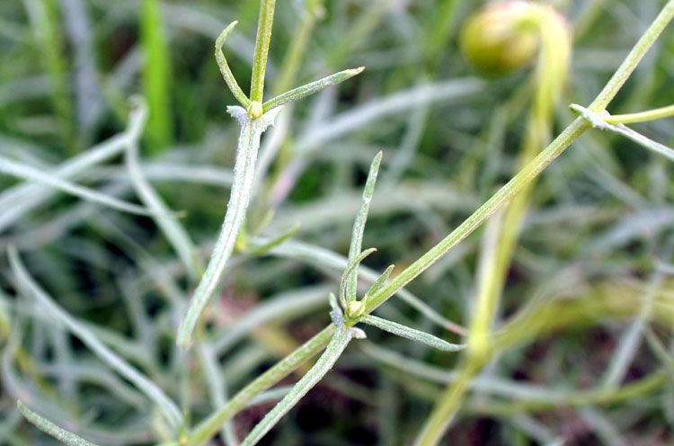 Senecio inaequidens / Senecione sudafricano